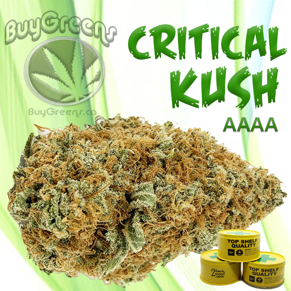 Critical Kush - BuyGreens.ca