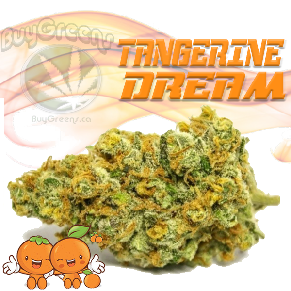 tangerine dream strain ratio