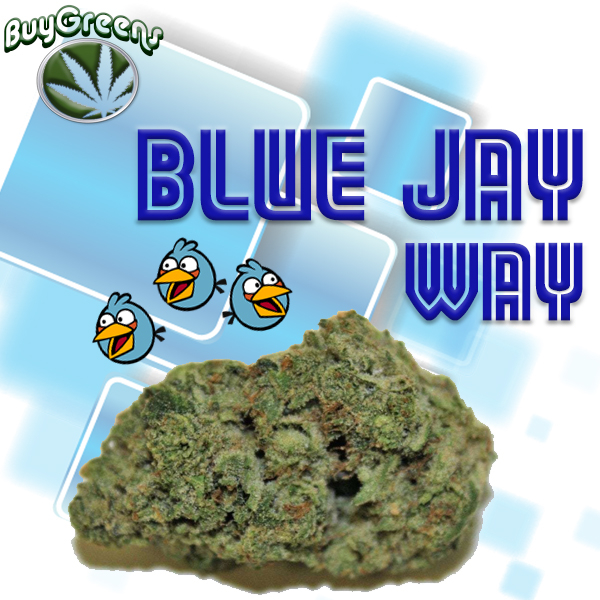 Blue Jay Way - BuyGreens