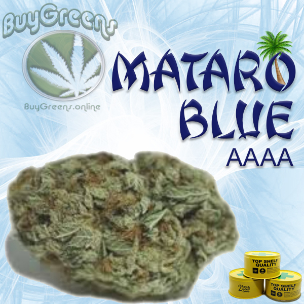 Mataro Blue - BuyGreens.online