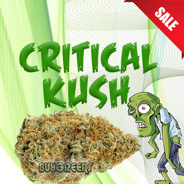 Critical Kush - BuyGreens