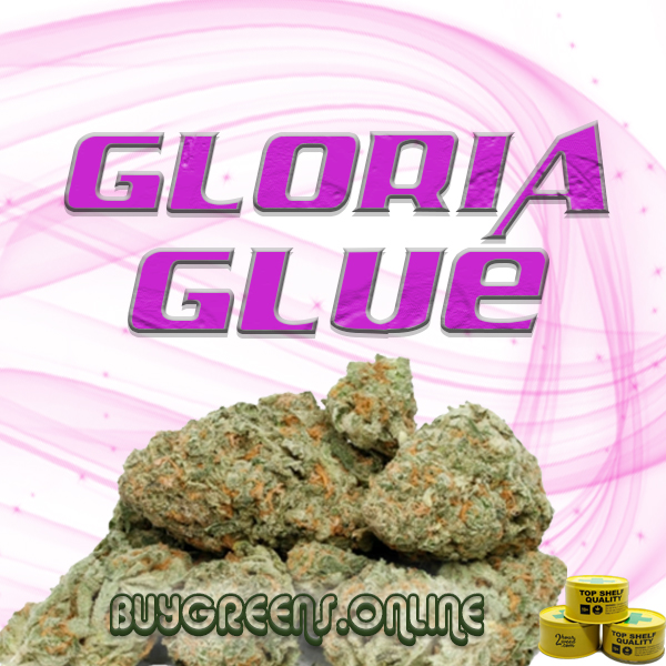 Gloria Glue - BuyGreens.Online