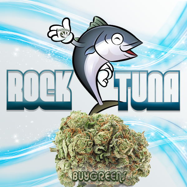Rock Tuna - BuyGreens.Online