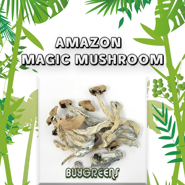 Amazon Magic Mushroom - BuyGreens.Online