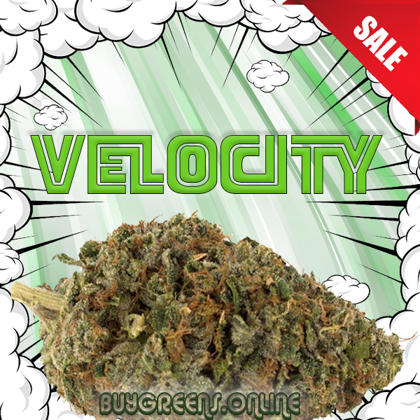 Velocity - BuyGreens.Online