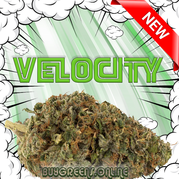 Velocity - BuyGreens.Online