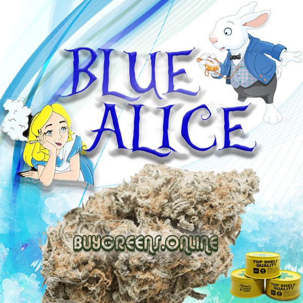 Blue Alice - BuyGreens.Online