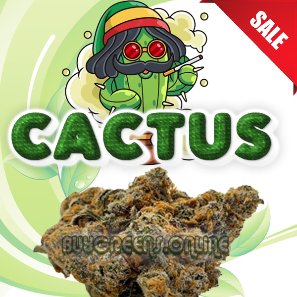 Cactus - BuyGreens.Online
