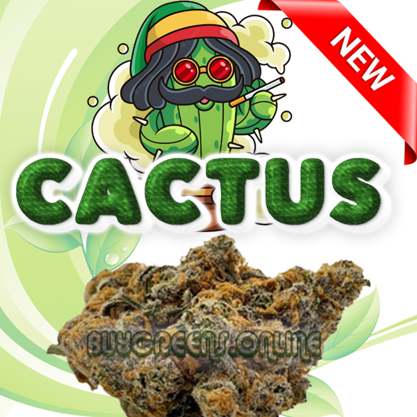 Cactus - BuyGreens.Online