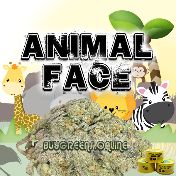 Animal Face - BuyGreens.Online