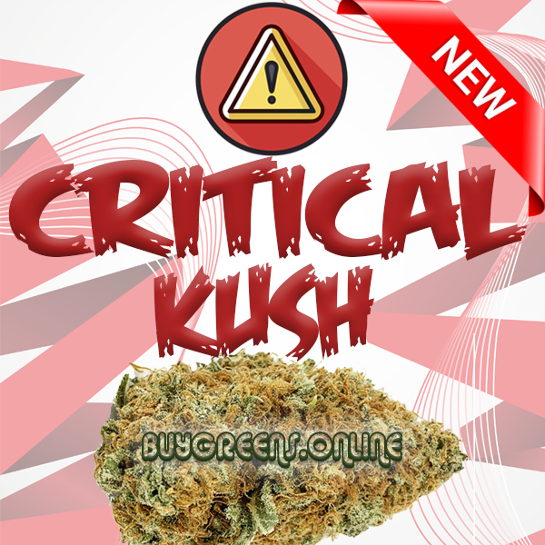 Critical Kush - BuyGreens.Online